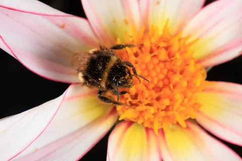 Bee on a flower Stock-Fotos