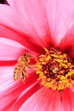 Bee on a flower Stock Photos