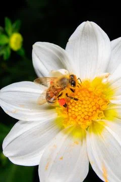 Bee on a flower Stock Photos