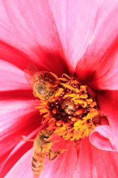 Bee on a flower Stock Photos