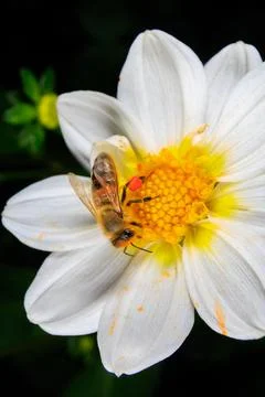 Bee on a flower 스톡 사진