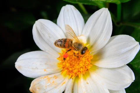 Bee on a flower Stock Photos