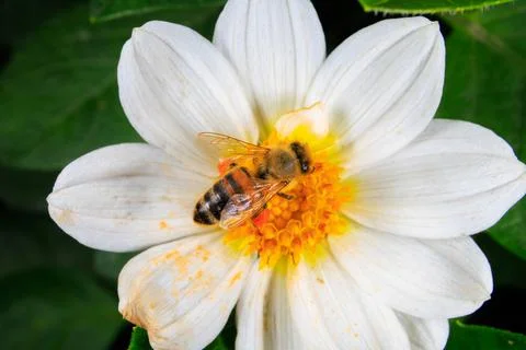 Bee on a flower Stock-Fotos