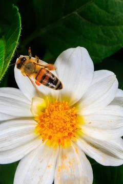 Bee on a flower Stock Photos