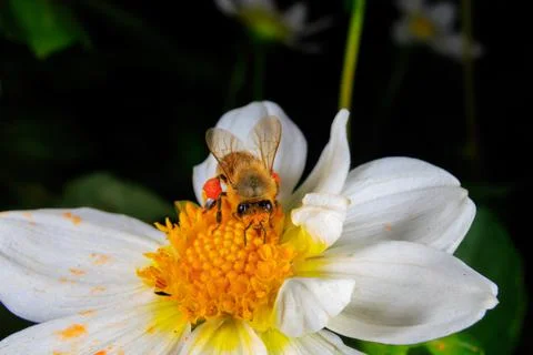 Bee on a flower Stock Photos