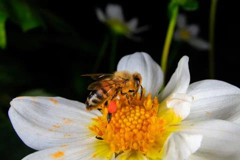 Bee on a flower Stock Photos