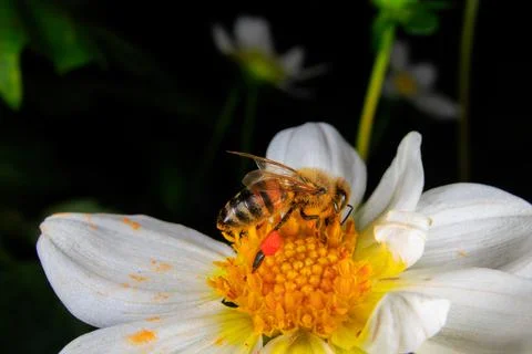 Bee on a flower Stock Photos