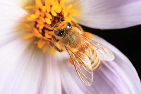 Bee on a flower Stock Photos