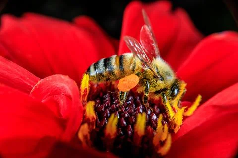 Bee on a flower Stock Photos