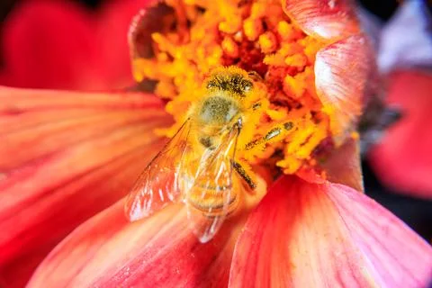 Bee on a flower Stock Photos