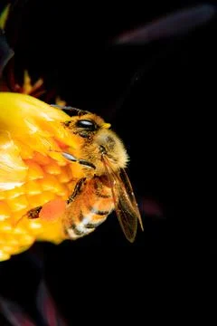 Bee on a flower Stock Photos