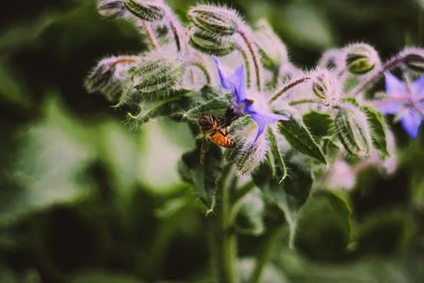Bee on Flower Stock-Fotos