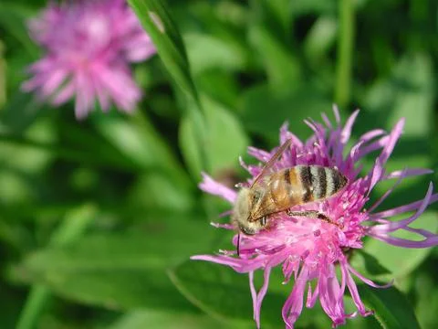 Bee on flower Foto stock