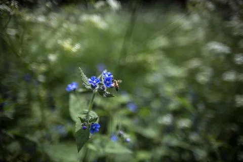 Bee on the Flower  Stock Photos