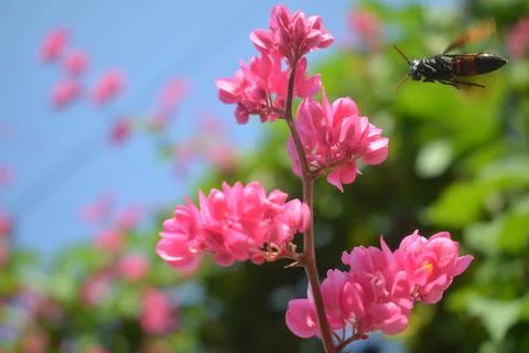Bee flower Stockfoto's