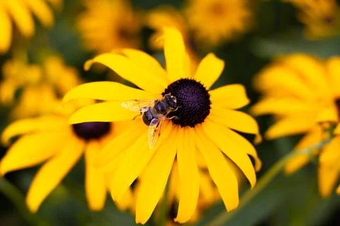 Bee on a flower Stock Photos