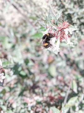 Bee on flower Stock Photos