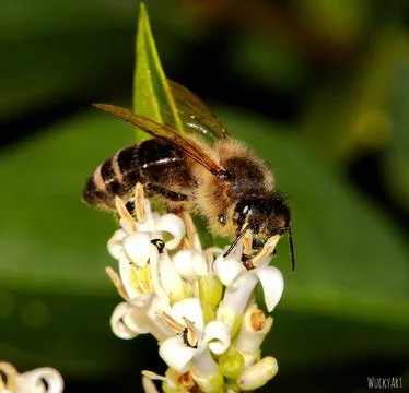 Bee on a Flower Stock Photos