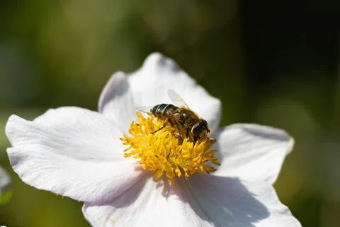Bee on a flower Stock Photos