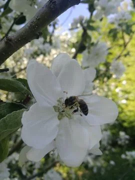 A bee on a flower. Stock Photos