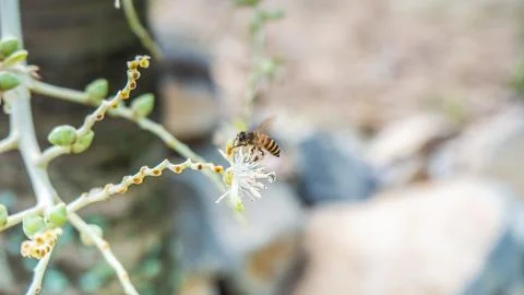 Bee Flower Foto stock