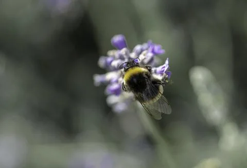 Bee on a flower Stock Photos