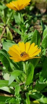 A bee on a flower 스톡 사진