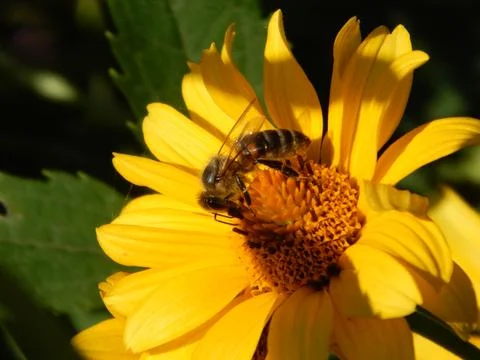Bee on a flower Stock Photos