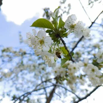 A bee in a flower Stock Photos