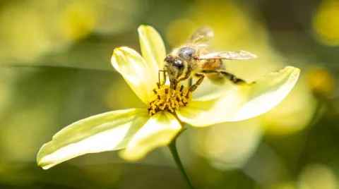 Bee on flower Stock Photos