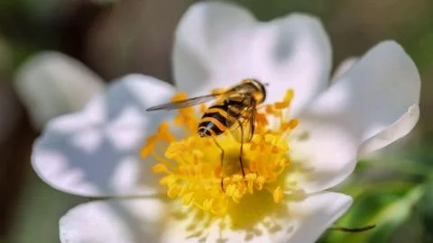 A bee on a flower 写真素材