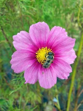 Bee on a flower Stock Photos