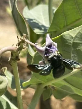 Bee on the flower Stock Photos