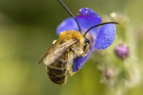 Bee on a flower Stock Photos