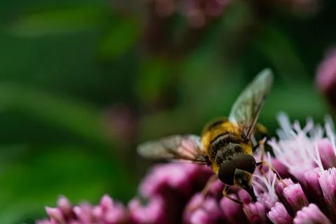 A bee on a Flower Stock Photos