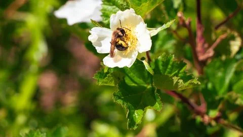 A Bee On A Flower Stock Photos