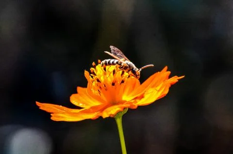 A bee is on a flower Stock Photos