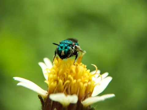 Bee on flower Stock Photos