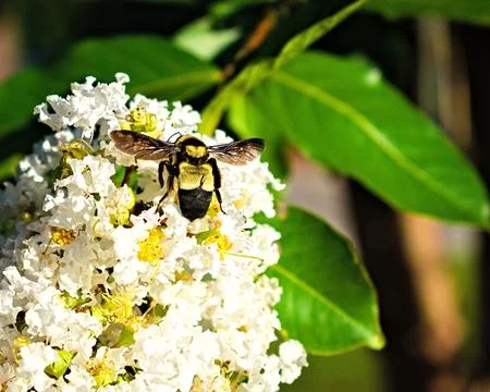 Bee on a Flower Stock Photos