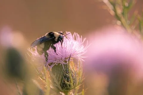 Bee on flower Stock Photos