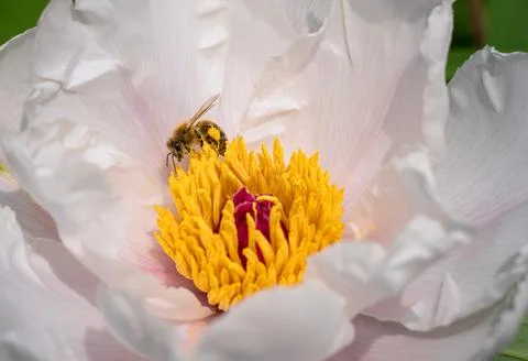 Bee on flower Stock Photos