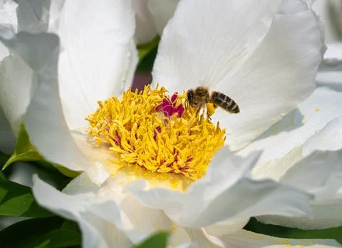 Bee on flower Stock Photos