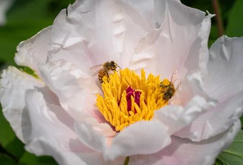 Bee on flower Stock Photos