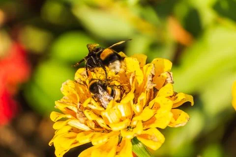 Bee on a flower Stock Photos
