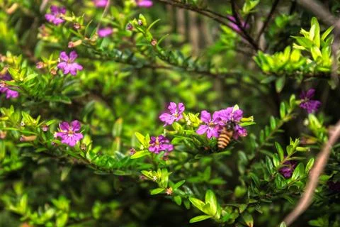 Bee on the flower Stock Photos