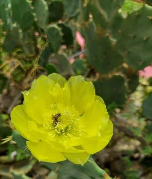 Bee on flower Stock Photos