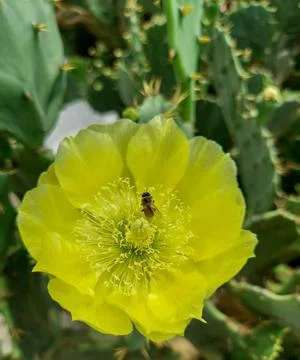 Bee on flower Stock Photos