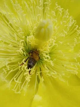 Bee on flower Stock Photos