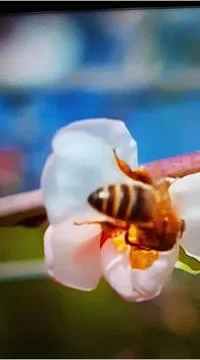 Bee on Flower Stock Photos