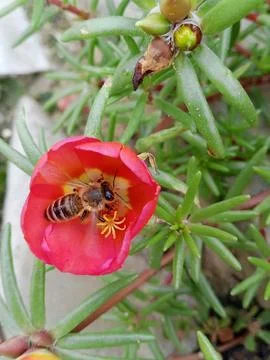 A bee on a flower Stockfoto's